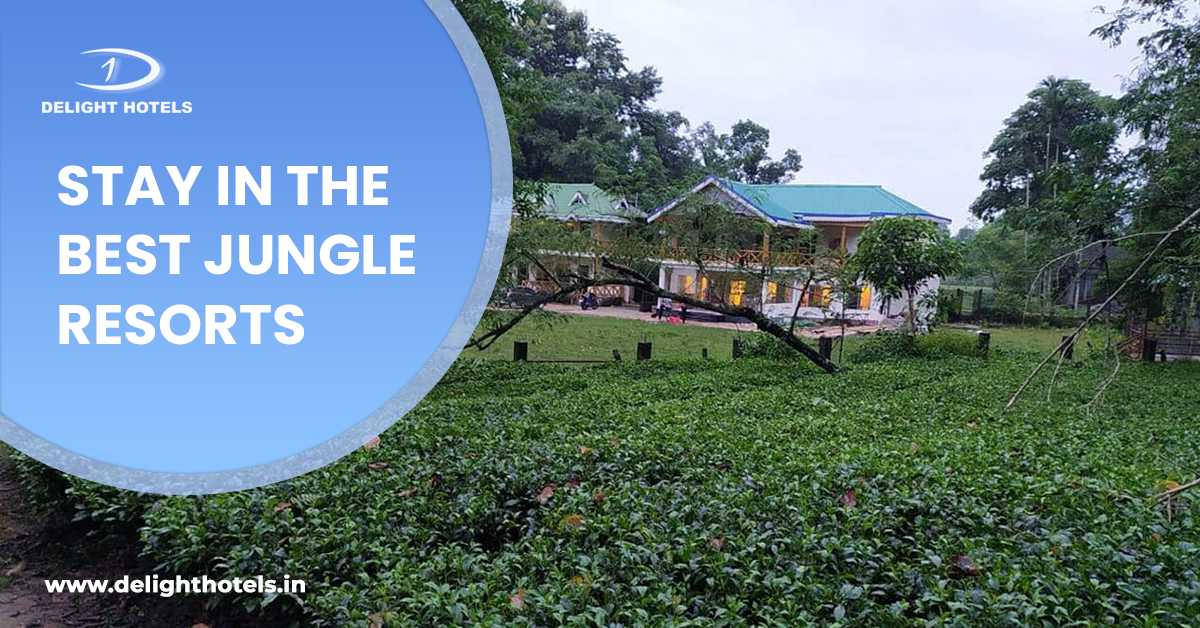 Accommodation In Your Best Jungle Resort