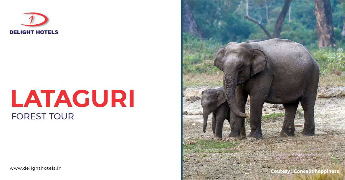 Exclusive Forest Tour In Lataguri – What To Expect?