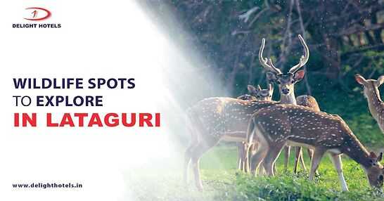 Wildlife Experiences To Have In Lataguri