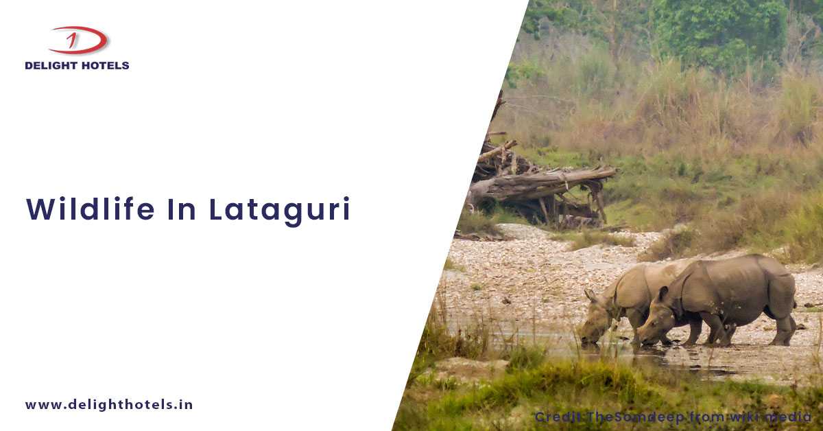 Two Wildlife Hotspots In The Lataguri Region
