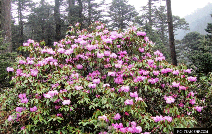 Rhododendron Sanctuary