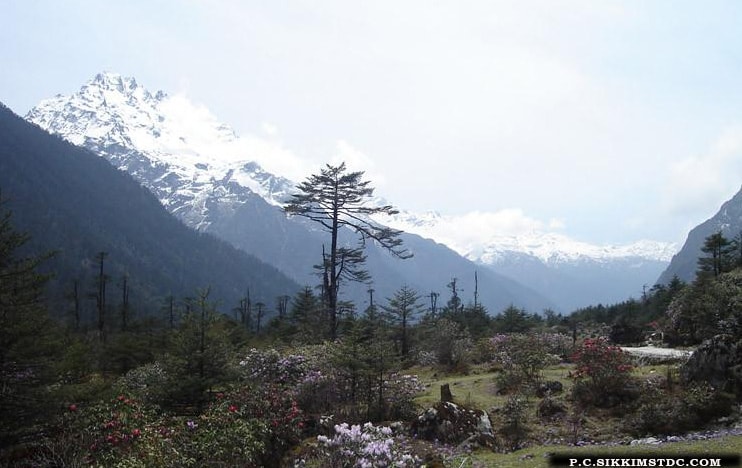 Shingba-Rhododendron-Sanctuary