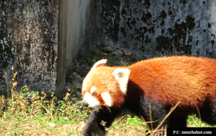 Himalayan Zoological Park