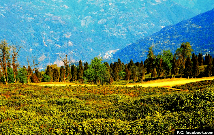 TEMI TEA ESTATE