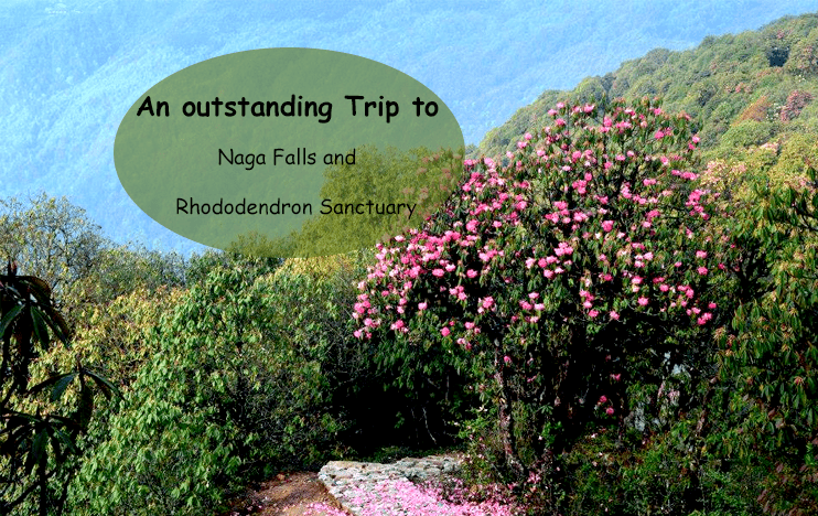 An outstanding Trip to Naga Falls and Rhododendron Sanctuary