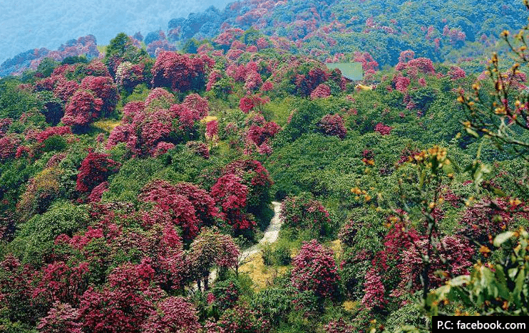 Shingba rhododendron