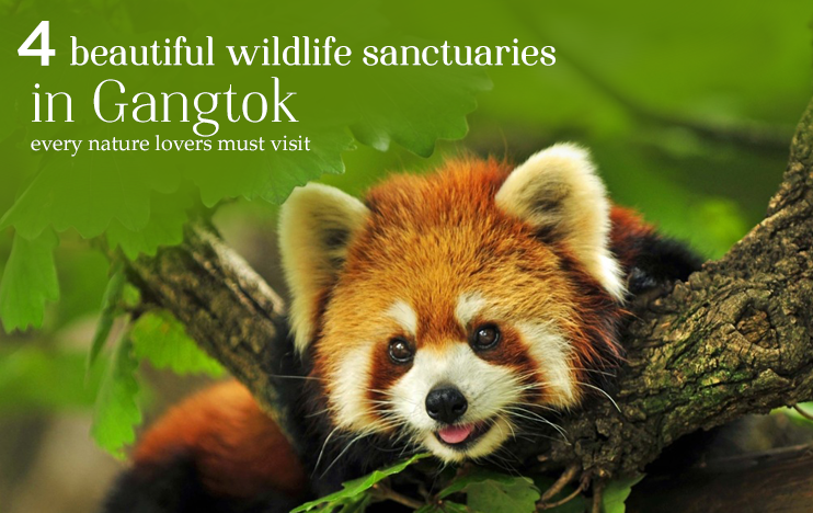4 beautiful wildlife sanctuaries in Gangtok every nature lovers must visit