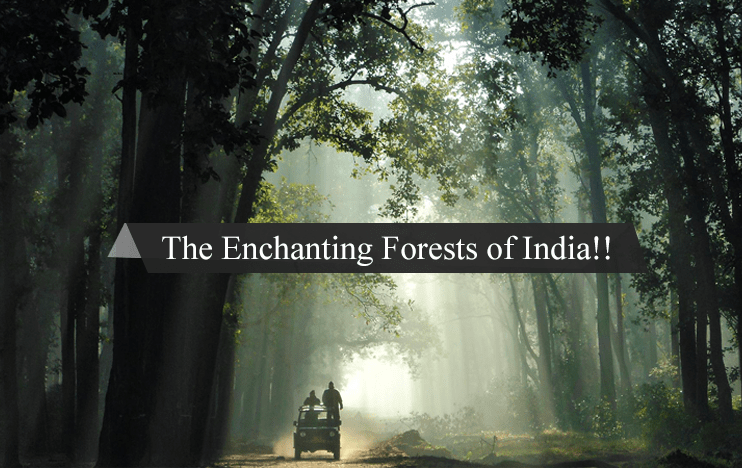 The Enchanting Forests of India!!
