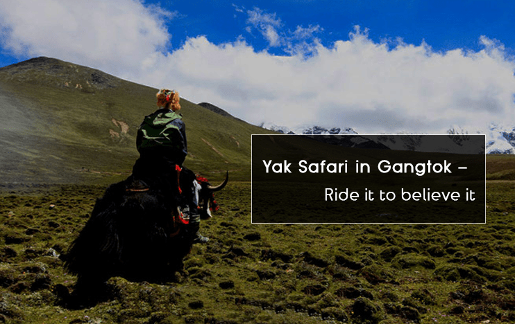Yak Safari in Gangtok  Ride It to Believe It