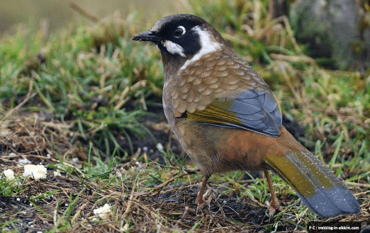 Kitam Bird Sanctuary