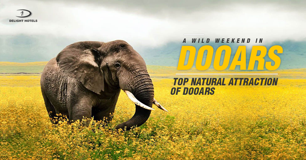 A Wild Weekend in Dooars